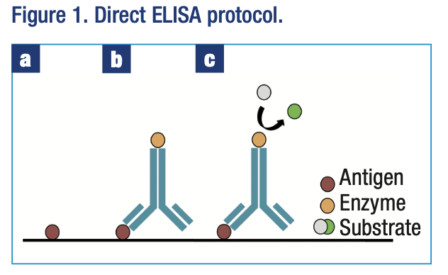 direct ELISA