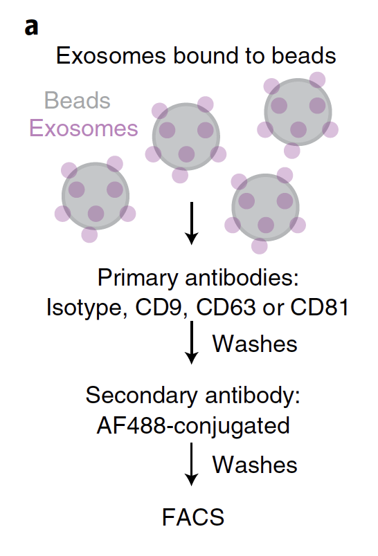 Exosomes bound to beads