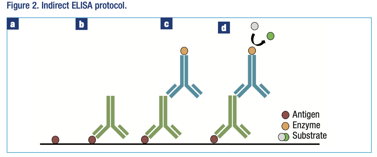 Indirect Elisa